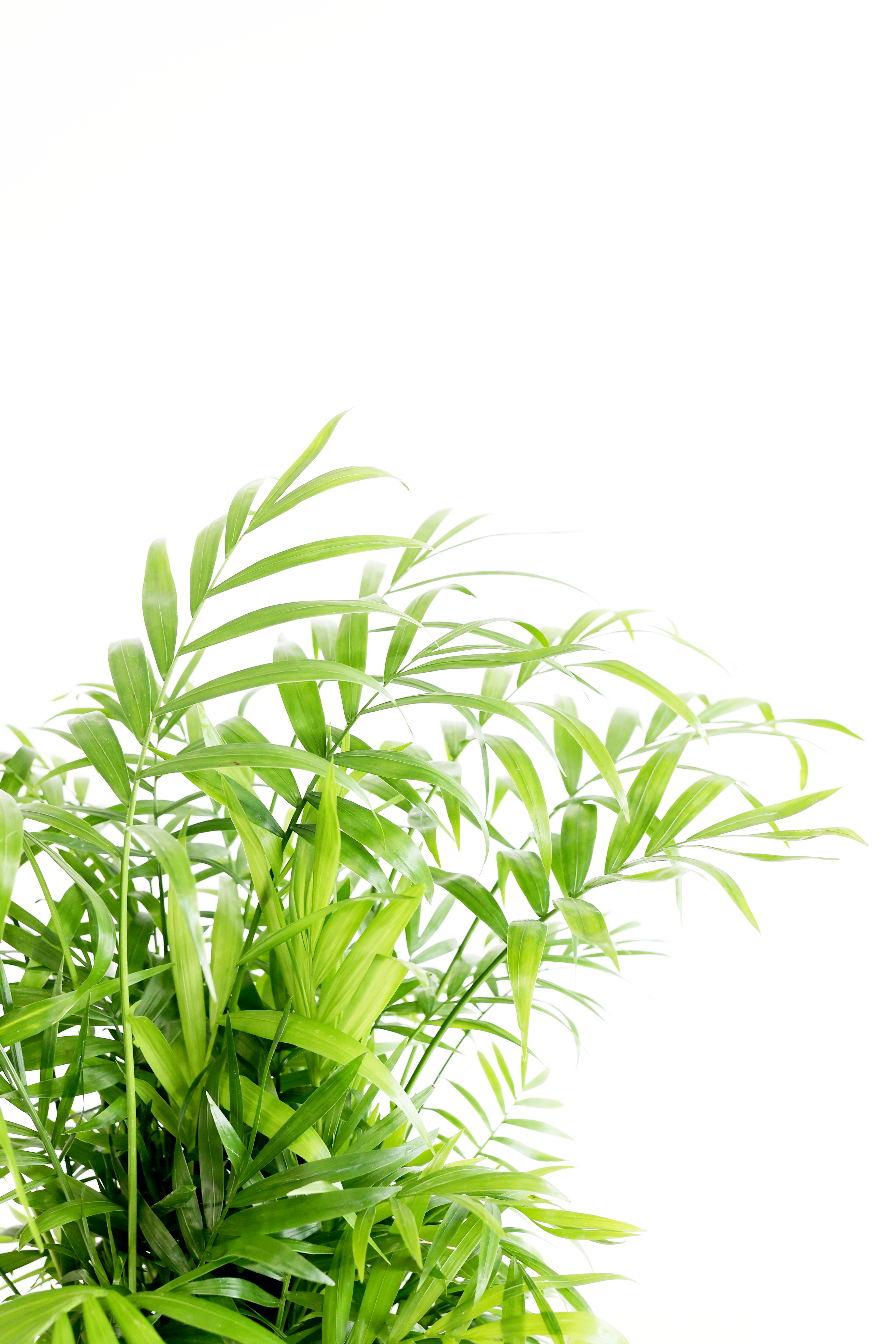 Parlor Palm