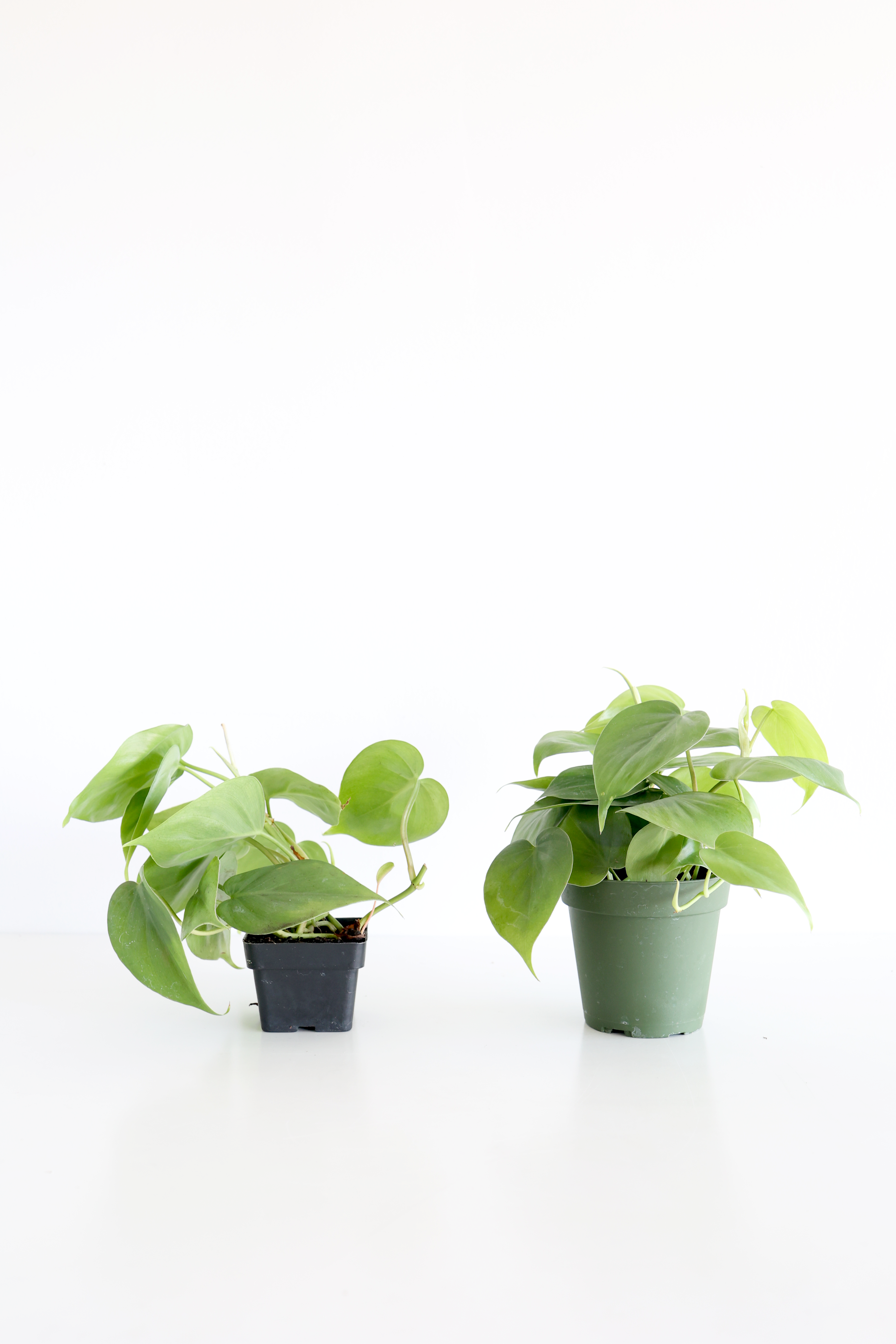Heartleaf Philodendron