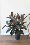 Rubber Ficus Plant