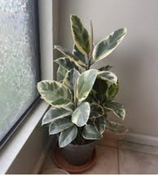 Variegated Rubber Plant | 8"