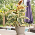 Variegated Rubber Plant | 8"