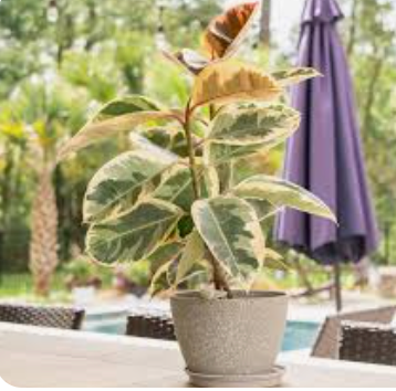 Variegated Rubber Plant | 8"