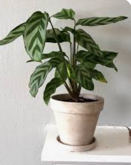Calathea Freddie