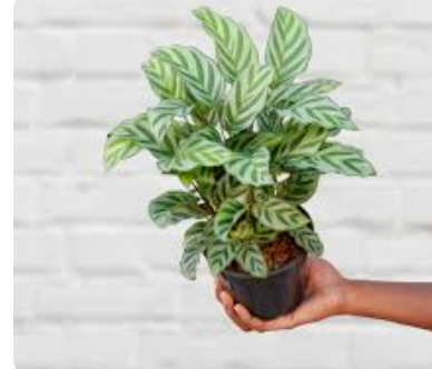 Calathea Freddie